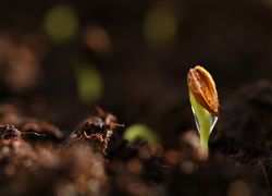 Bild: katerinavulcova / pixabay Keim kommt aus der Erde; Bild: katerinavulcova / pixabay